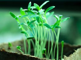 OPREZ! Spriječite da rasad postane izdužen (mlitav) uz ove jednostavne trikove! OPREZ! Spriječite da rasad postane izdužen (mlitav) uz ove jednostavne trikove! - featured image