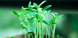 OPREZ! Spriječite da rasad postane izdužen (mlitav) uz ove jednostavne trikove! OPREZ! Spriječite da rasad postane izdužen (mlitav) uz ove jednostavne trikove! - featured image