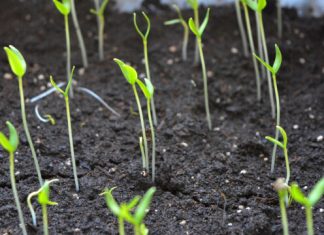 OPREZ! Spriječite da rasad postane izdužen (mlitav) uz ove jednostavne trikove! OPREZ! Spriječite da rasad postane izdužen (mlitav) uz ove jednostavne trikove! - featured image