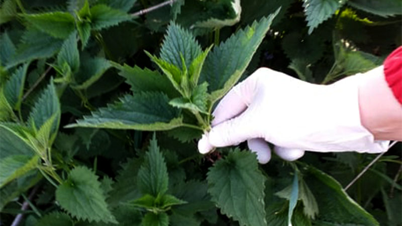 Med i kopriva: Samo 2 kašike dnevno! Liječi anemiju, migrenu, žuč, jetru, poremećaj sna – RECEPT - featured image Med i kopriva: Samo 2 kašike dnevno! Liječi anemiju, migrenu, žuč, jetru, poremećaj sna – RECEPT - featured image