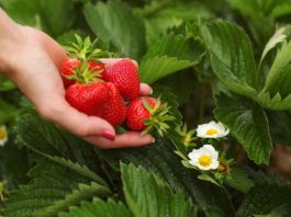 OVIM đubrivom prihranite jagode na početku marta za obilje krupnih plodova OVIM đubrivom prihranite jagode na početku marta za obilje krupnih plodova - featured image