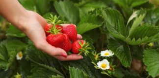 OVIM đubrivom prihranite jagode na početku marta za obilje krupnih plodova OVIM đubrivom prihranite jagode na početku marta za obilje krupnih plodova - featured image