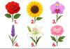 TEST: Koji cvijet vam se najviše dopada? – On otkriva kako vas drugi zapravo vide! TEST: Koji cvijet vam se najviše dopada? – On otkriva kako vas drugi zapravo vide! - featured image