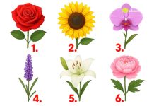 TEST: Koji cvijet vam se najviše dopada? – On otkriva kako vas drugi zapravo vide! TEST: Koji cvijet vam se najviše dopada? – On otkriva kako vas drugi zapravo vide! - featured image