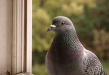 Narodno vjerovanje koje rijetko ko zna: Što znači kada vam ptica sleti na prozor ili pokuca na staklo Narodno vjerovanje koje rijetko ko zna: Što znači kada vam ptica sleti na prozor ili pokuca na staklo - featured image