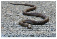 Evo čega se zmije najviše plaše: Ovo stavite u dvorište na proljeće i zaštitite kuću Evo čega se zmije najviše plaše: Ovo stavite u dvorište na proljeće i zaštitite kuću - featured image