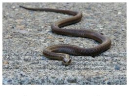 Evo čega se zmije najviše plaše: Ovo stavite u dvorište na proljeće i zaštitite kuću Evo čega se zmije najviše plaše: Ovo stavite u dvorište na proljeće i zaštitite kuću - featured image