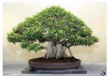 OVA BILJKA UKLANJA OTROVE IZ DOMA! Pročišćava vazduh, upija toksine, podiže nivo kiseonika OVA BILJKA UKLANJA OTROVE IZ DOMA! Pročišćava vazduh, upija toksine, podiže nivo kiseonika - featured image