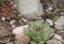 Moćan prirodni lijek od čuvarkuće: Uništava opasnu bakteriju u želucu, spriječava nadimanje i čuva zdravlje stomaka Moćan prirodni lijek od čuvarkuće: Uništava opasnu bakteriju u želucu, spriječava nadimanje i čuva zdravlje stomaka - featured image