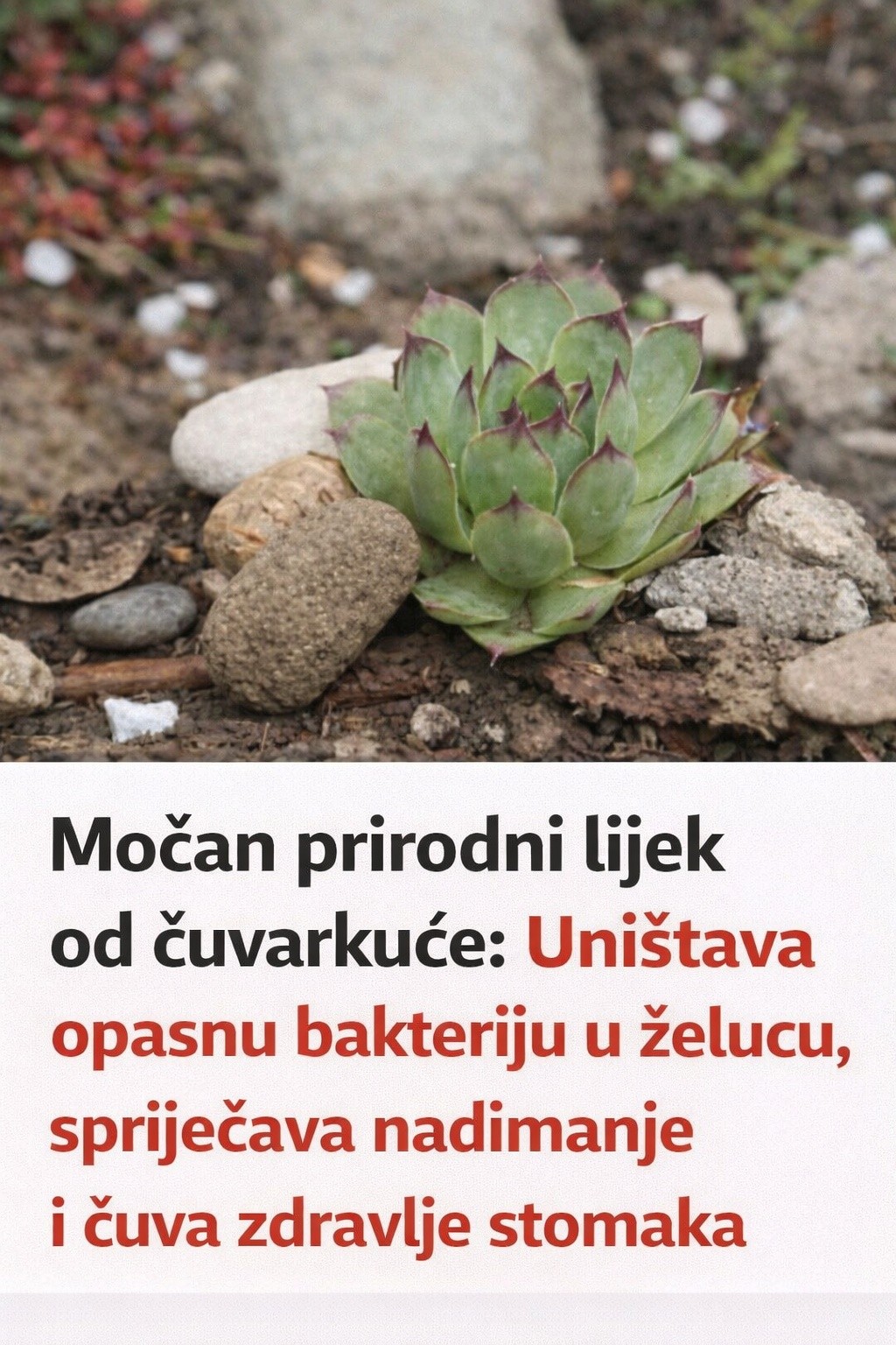 Moćan prirodni lijek od čuvarkuće: Uništava opasnu bakteriju u želucu, spriječava nadimanje i čuva zdravlje stomaka - featured image Moćan prirodni lijek od čuvarkuće: Uništava opasnu bakteriju u želucu, spriječava nadimanje i čuva zdravlje stomaka - featured image