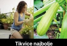 Tikvice najbolje uspijevaju kada se posade u kante ili saksije: Evo kako da ih gajite na balkonu Tikvice najbolje uspijevaju kada se posade u kante ili saksije: Evo kako da ih gajite na balkonu - featured image