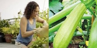 Tikvice najbolje uspijevaju kada se posade u kante ili saksije: Evo kako da ih gajite na balkonu Tikvice najbolje uspijevaju kada se posade u kante ili saksije: Evo kako da ih gajite na balkonu - featured image