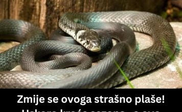 ZMIJE SE SAMO OVOGA KRVNIČKI PLAŠE! Čim to OSETE BEŽE KAO LUDE! Nikada se NEĆE VRATITI, Srbi, SAMO U TOME JE SPAS! ZMIJE SE SAMO OVOGA KRVNIČKI PLAŠE! Čim to OSETE BEŽE KAO LUDE! Nikada se NEĆE VRATITI, Srbi, SAMO U TOME JE SPAS! - featured image