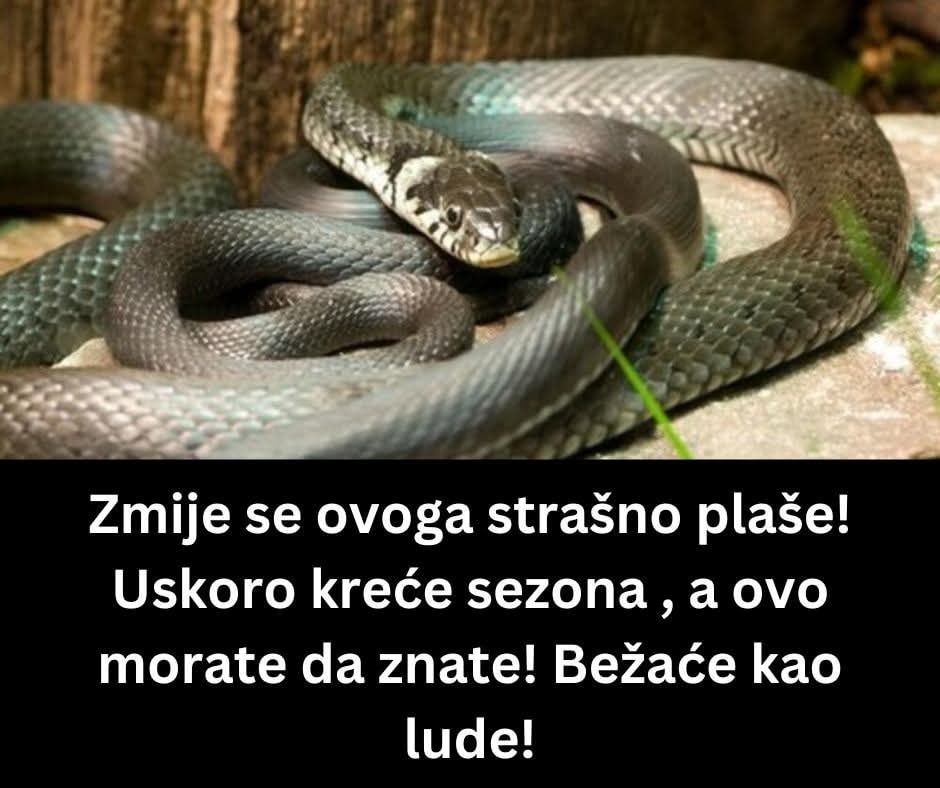 ZMIJE SE SAMO OVOGA KRVNIČKI PLAŠE! Čim to OSETE BEŽE KAO LUDE! Nikada se NEĆE VRATITI, Srbi, SAMO U TOME JE SPAS! - featured image ZMIJE SE SAMO OVOGA KRVNIČKI PLAŠE! Čim to OSETE BEŽE KAO LUDE! Nikada se NEĆE VRATITI, Srbi, SAMO U TOME JE SPAS! - featured image