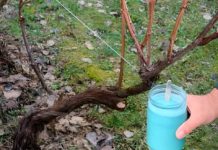 4 stvari koje morate uraditi prije nego što se loza probudi – za bogatu berbu 4 stvari koje morate uraditi prije nego što se loza probudi – za bogatu berbu - featured image