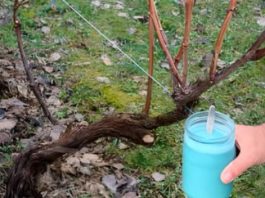 4 stvari koje morate uraditi prije nego što se loza probudi – za bogatu berbu 4 stvari koje morate uraditi prije nego što se loza probudi – za bogatu berbu - featured image