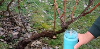 4 stvari koje morate uraditi prije nego što se loza probudi – za bogatu berbu 4 stvari koje morate uraditi prije nego što se loza probudi – za bogatu berbu - featured image