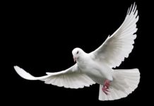 TEST: Odaberi jednog goluba i saznaj kakvu poruku ti nose naredna 3 dana 🕊✨ TEST: Odaberi jednog goluba i saznaj kakvu poruku ti nose naredna 3 dana 🕊✨ - featured image