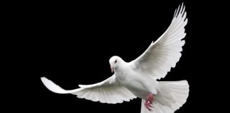 TEST: Odaberi jednog goluba i saznaj kakvu poruku ti nose naredna 3 dana 🕊✨ TEST: Odaberi jednog goluba i saznaj kakvu poruku ti nose naredna 3 dana 🕊✨ - featured image