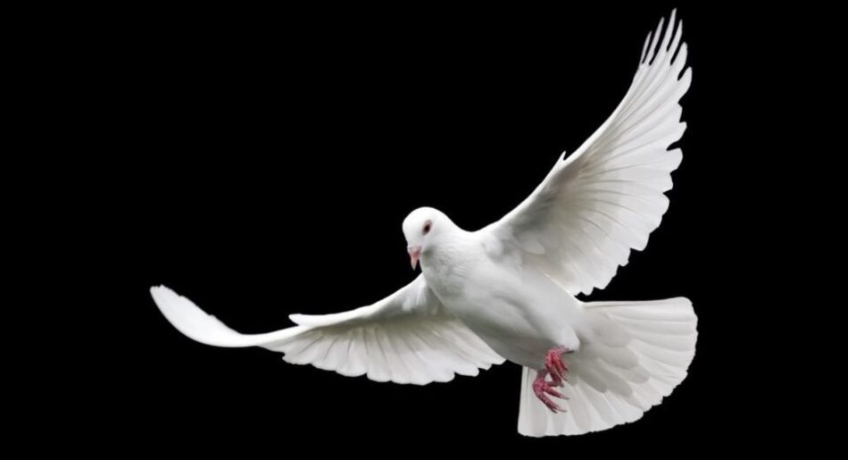 TEST: Odaberi jednog goluba i saznaj kakvu poruku ti nose naredna 3 dana 🕊✨ - featured image TEST: Odaberi jednog goluba i saznaj kakvu poruku ti nose naredna 3 dana 🕊✨ - featured image