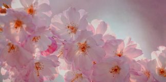 Od 1. aprila kreće najljepše vrijeme za ova 3 horoskopska znaka Od 1. aprila kreće najljepše vrijeme za ova 3 horoskopska znaka - featured image