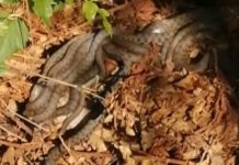 Beže kao lude od ovog mirisa: Jedna sitnica u dvorištu zauvek tera zmije od kuće Beže kao lude od ovog mirisa: Jedna sitnica u dvorištu zauvek tera zmije od kuće - featured image