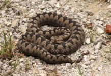 POLA LJUDI DRŽI OVO U DVORIŠTU, A NE ZNA DA TO ZMIJE PRIVLAČI KAO MAGNET: Jedno posebno koriste deca! POLA LJUDI DRŽI OVO U DVORIŠTU, A NE ZNA DA TO ZMIJE PRIVLAČI KAO MAGNET: Jedno posebno koriste deca! - featured image