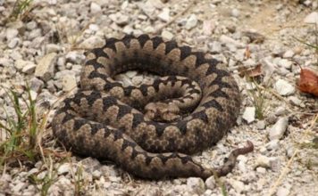 POLA LJUDI DRŽI OVO U DVORIŠTU, A NE ZNA DA TO ZMIJE PRIVLAČI KAO MAGNET: Jedno posebno koriste deca! POLA LJUDI DRŽI OVO U DVORIŠTU, A NE ZNA DA TO ZMIJE PRIVLAČI KAO MAGNET: Jedno posebno koriste deca! - featured image