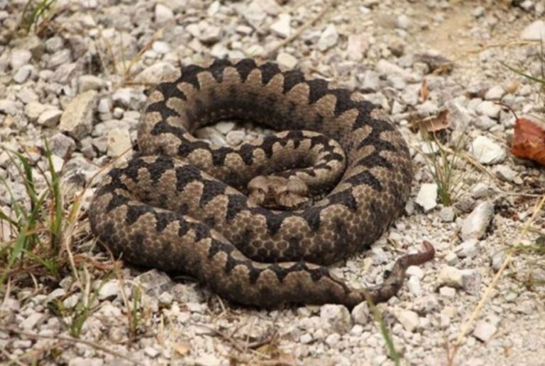 POLA LJUDI DRŽI OVO U DVORIŠTU, A NE ZNA DA TO ZMIJE PRIVLAČI KAO MAGNET: Jedno posebno koriste deca! - featured image POLA LJUDI DRŽI OVO U DVORIŠTU, A NE ZNA DA TO ZMIJE PRIVLAČI KAO MAGNET: Jedno posebno koriste deca! - featured image