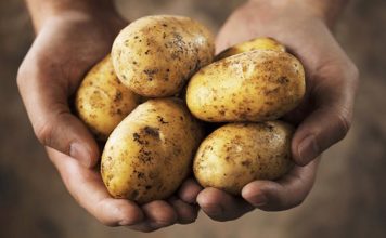 KROMPIR MOŽE BITI VEOMA OPASAN KADA IZGLEDA OVAKO: U ovoj situaciji je bolje da ga bacite, nego da ga pojedete KROMPIR MOŽE BITI VEOMA OPASAN KADA IZGLEDA OVAKO: U ovoj situaciji je bolje da ga bacite, nego da ga pojedete - featured image