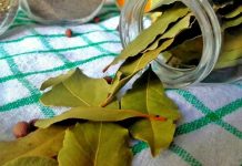 Nema više smrada u kući: TRIK sa lovorovim listom bez kojeg više nikada nećete imati problema! Nema više smrada u kući: TRIK sa lovorovim listom bez kojeg više nikada nećete imati problema! - featured image