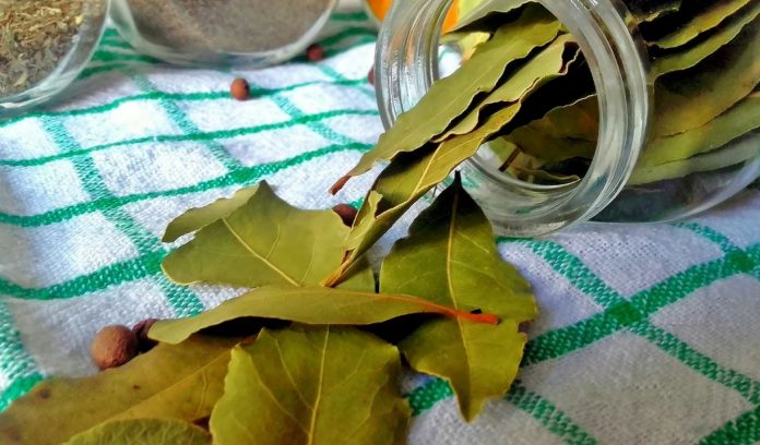 Nema više smrada u kući: TRIK sa lovorovim listom bez kojeg više nikada nećete imati problema! - featured image Nema više smrada u kući: TRIK sa lovorovim listom bez kojeg više nikada nećete imati problema! - featured image