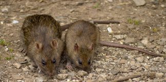 MIŠEVI I PACOVI OD OVOGA BEŽE GLAVOM BEZ OBZIRA! Svi IMATE U KUĆI, dovoljno je SAMO NA VRATA DA STAVITE I NESTAĆE MIŠEVI I PACOVI OD OVOGA BEŽE GLAVOM BEZ OBZIRA! Svi IMATE U KUĆI, dovoljno je SAMO NA VRATA DA STAVITE I NESTAĆE - featured image