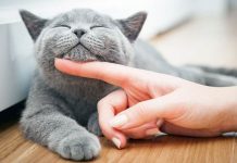 Mačka je pravi lek za čoveka: 7 bolesti koje samo ona može da izleči Mačka je pravi lek za čoveka: 7 bolesti koje samo ona može da izleči - featured image