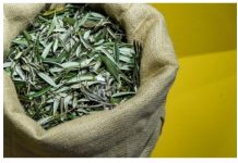 U BIBLIJI SE SPOMINJE 1000 PUTA: Skuhajte čaj koji pomaže kod liječenja od najtežih bolesti! U BIBLIJI SE SPOMINJE 1000 PUTA: Skuhajte čaj koji pomaže kod liječenja od najtežih bolesti! - featured image