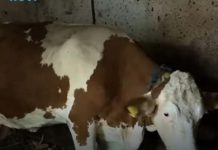 “Ovo se nije ranije desilo”: Čudo potreslo Srbiju: Krava Beba šokirala sve “Ovo se nije ranije desilo”: Čudo potreslo Srbiju: Krava Beba šokirala sve - featured image
