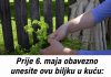 AKO OVO NISTE URADILI PRIJE 6. MAJA, KAŽU DA GUBITE SREĆU: Obavezno unesite biljku u dom AKO OVO NISTE URADILI PRIJE 6. MAJA, KAŽU DA GUBITE SREĆU: Obavezno unesite biljku u dom - featured image