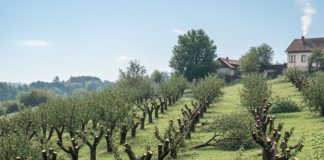 Komšija mi je posjekao voćnjak i UNIŠTIO 20 GODINA TRUDA ZA JEDNU NOĆ: Ali Draganov odgovor na pragu ga je potpuno SLOMIO! Komšija mi je posjekao voćnjak i UNIŠTIO 20 GODINA TRUDA ZA JEDNU NOĆ: Ali Draganov odgovor na pragu ga je potpuno SLOMIO! - featured image