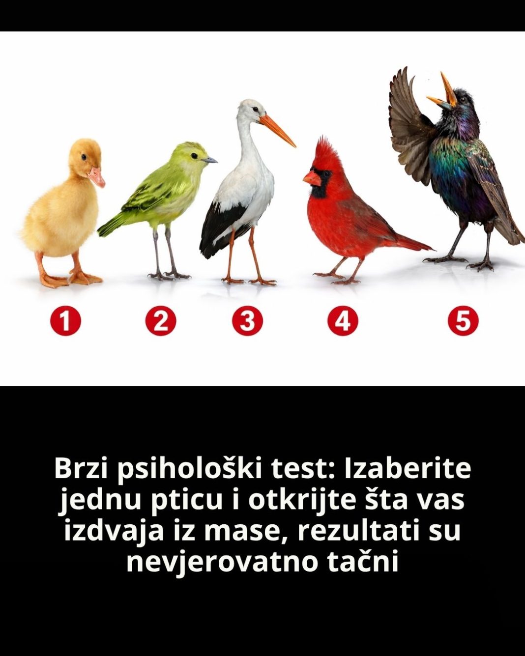 Brzi psihološki test: Izaberite jednu pticu i otkrijte šta vas izdvaja iz mase, rezultati su nevjerovatno tačni - featured image Brzi psihološki test: Izaberite jednu pticu i otkrijte šta vas izdvaja iz mase, rezultati su nevjerovatno tačni - featured image