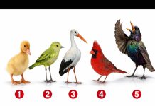 Brzi psihološki test: Izaberite jednu pticu i otkrijte šta vas izdvaja iz mase, rezultati su nevjerovatno tačni Brzi psihološki test: Izaberite jednu pticu i otkrijte šta vas izdvaja iz mase, rezultati su nevjerovatno tačni - featured image