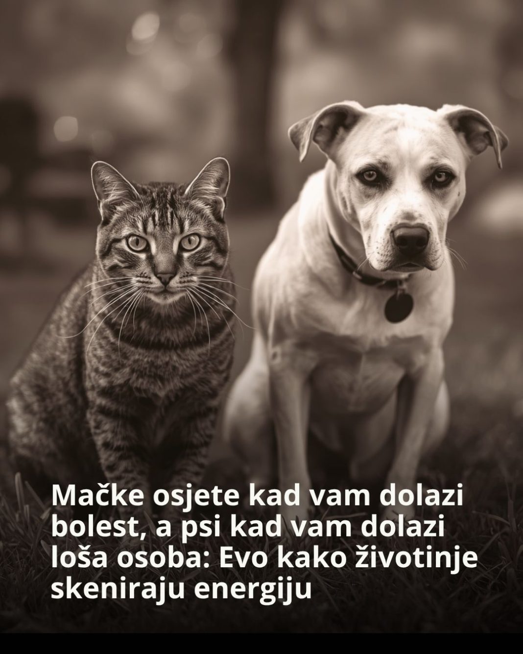 Mačke osjete kad vam dolazi bolest, a psi kad vam dolazi loša osoba: Evo kako životinje skeniraju energiju - featured image