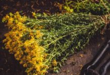 PROTIV NAPADA STRAHA I STRESA: Ne zaboravite da sljedeće biljke mogu pobijediti anksioznost, strah i stres… PROTIV NAPADA STRAHA I STRESA: Ne zaboravite da sljedeće biljke mogu pobijediti anksioznost, strah i stres… - featured image