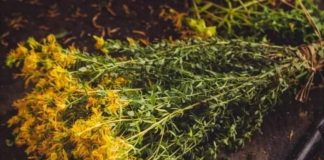 PROTIV NAPADA STRAHA I STRESA: Ne zaboravite da sljedeće biljke mogu pobijediti anksioznost, strah i stres… PROTIV NAPADA STRAHA I STRESA: Ne zaboravite da sljedeće biljke mogu pobijediti anksioznost, strah i stres… - featured image