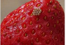 Potopila sam svoje jagode u slanu vodu i videla ove bele crviće kako izlaze. Da li da ih jednostavno bacim????? Potopila sam svoje jagode u slanu vodu i videla ove bele crviće kako izlaze. Da li da ih jednostavno bacim????? - featured image