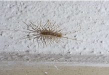 VEĆ SU SVUDA! AKO VIDITE 0VU BUBU NA ZIDU, NI SLUČAJN0 JE NE UBIJAJTE: Jezive su, ali ukazuju na jedan veliki problem koji imate u kući VEĆ SU SVUDA! AKO VIDITE 0VU BUBU NA ZIDU, NI SLUČAJN0 JE NE UBIJAJTE: Jezive su, ali ukazuju na jedan veliki problem koji imate u kući - featured image