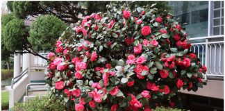 Samo 1 žlica u vodu i sve biljke rastu dvostruko brže Samo 1 žlica u vodu i sve biljke rastu dvostruko brže - featured image