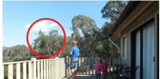 OTAC ILIJA UHVAĆEN SA ĆERKAMA NA BALKONU, MAJKA ODMAH IZLETJELA: Vrištali su dok su to radili (VIDEO) OTAC ILIJA UHVAĆEN SA ĆERKAMA NA BALKONU, MAJKA ODMAH IZLETJELA: Vrištali su dok su to radili (VIDEO) - featured image