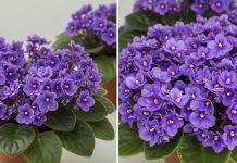 Jedan kuhinjski sastojak može natjerati vaše LJUBIČICE da procvjetaju preko noći Jedan kuhinjski sastojak može natjerati vaše LJUBIČICE da procvjetaju preko noći - featured image