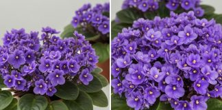 Jedan kuhinjski sastojak može natjerati vaše LJUBIČICE da procvjetaju preko noći Jedan kuhinjski sastojak može natjerati vaše LJUBIČICE da procvjetaju preko noći - featured image