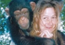 Sandra je godinama gajila šimpanzu i spavala sa njom, ne sluteći šta će je snaći: Taj užas potresao je ceo svet Sandra je godinama gajila šimpanzu i spavala sa njom, ne sluteći šta će je snaći: Taj užas potresao je ceo svet - featured image